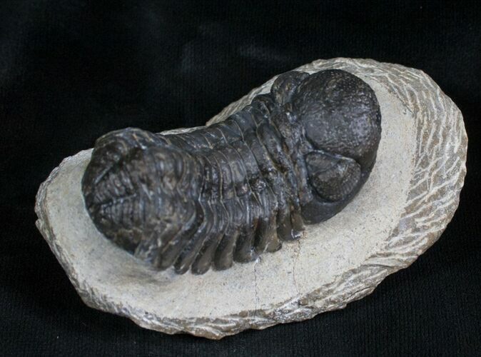Bargain Phacops Speculator Trilobite Fossil #5365